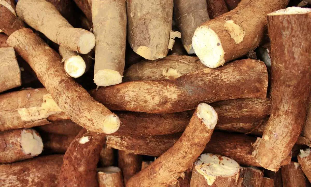 Preço médio da mandioca recua 3% em junho com demanda industrial fraca