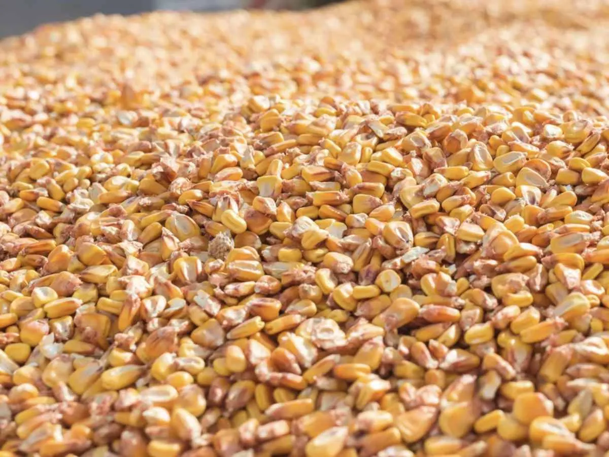 Alta oferta e cautela na demanda pressionam preços do milho