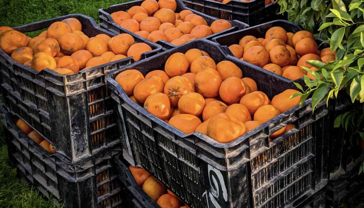 Alta produtividade será essencial para cobrir custos da citricultura na safra 2025/26