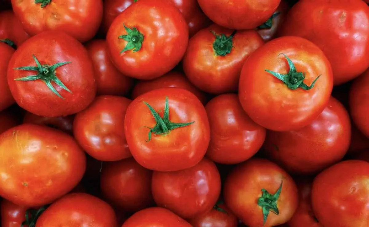Safra de verão do tomate em Caxias do Sul (RS) chega ao fim com rentabilidade reduzida