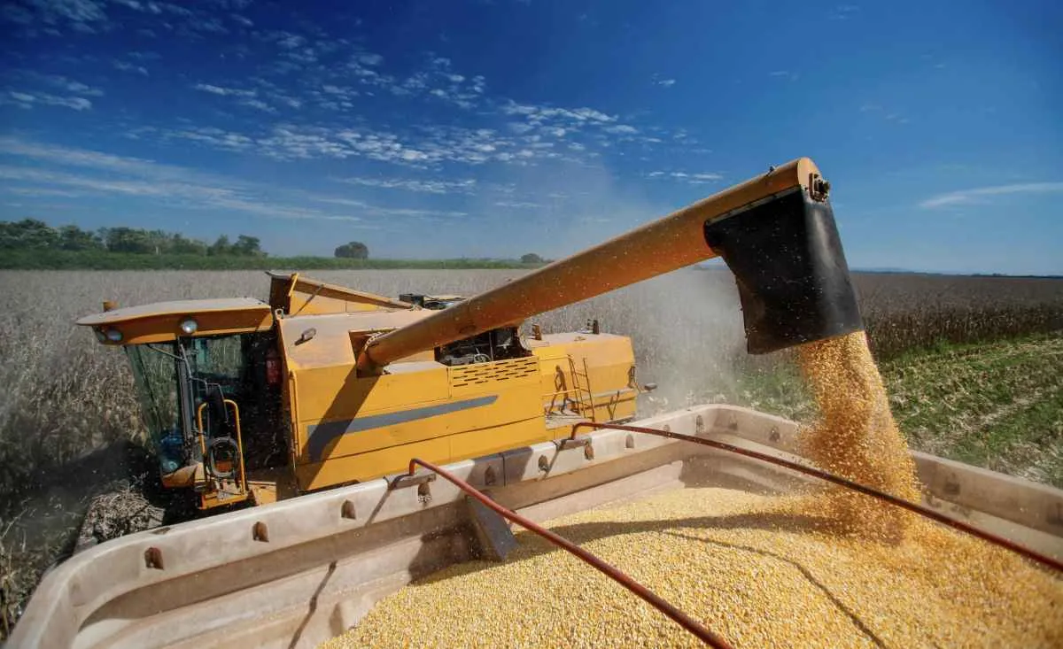 Atraso na colheita da segunda safra limita queda nos preços do milho