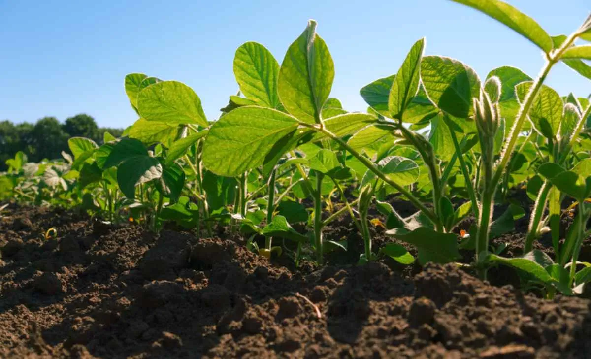 Mapa lança projeto-piloto que aprimora zoneamento agrícola com base em manejo do solo