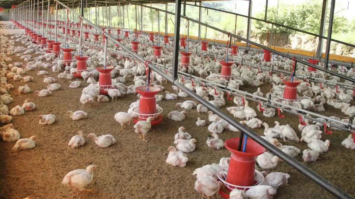 Alta do suíno e queda dos insumos aliviam custos enquanto carne de frango segue pressionada