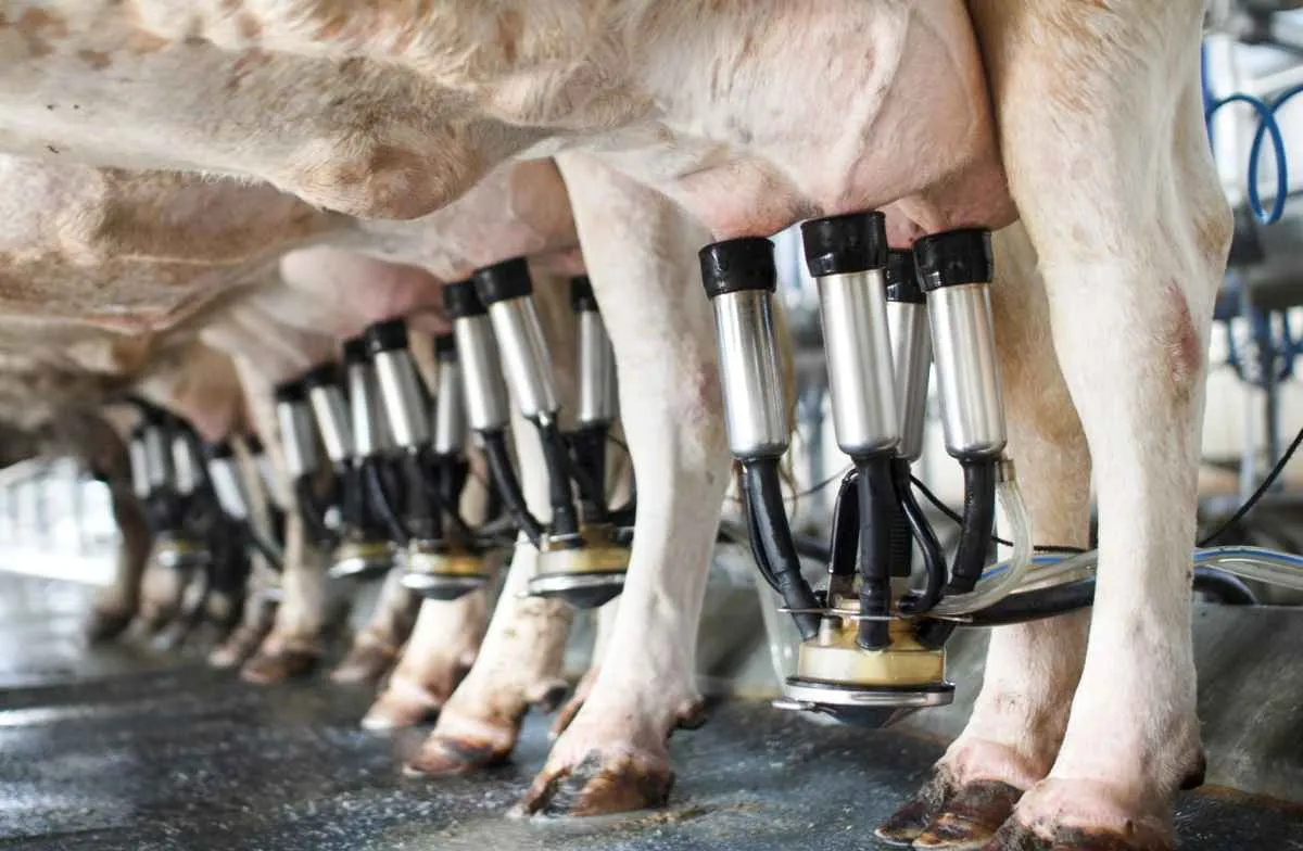 Indústria de laticínios em Goiás tem queda nos preços em maio