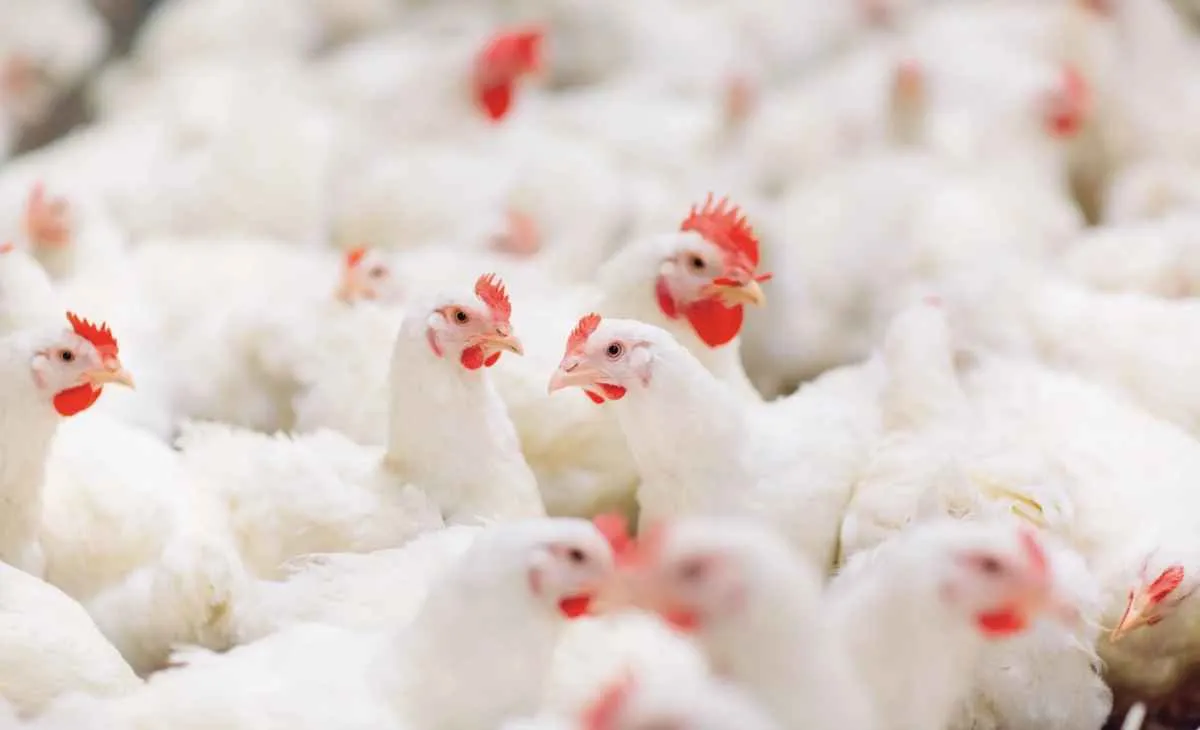 Preços da carne de frango e do animal vivo reagem com retomada das exportações