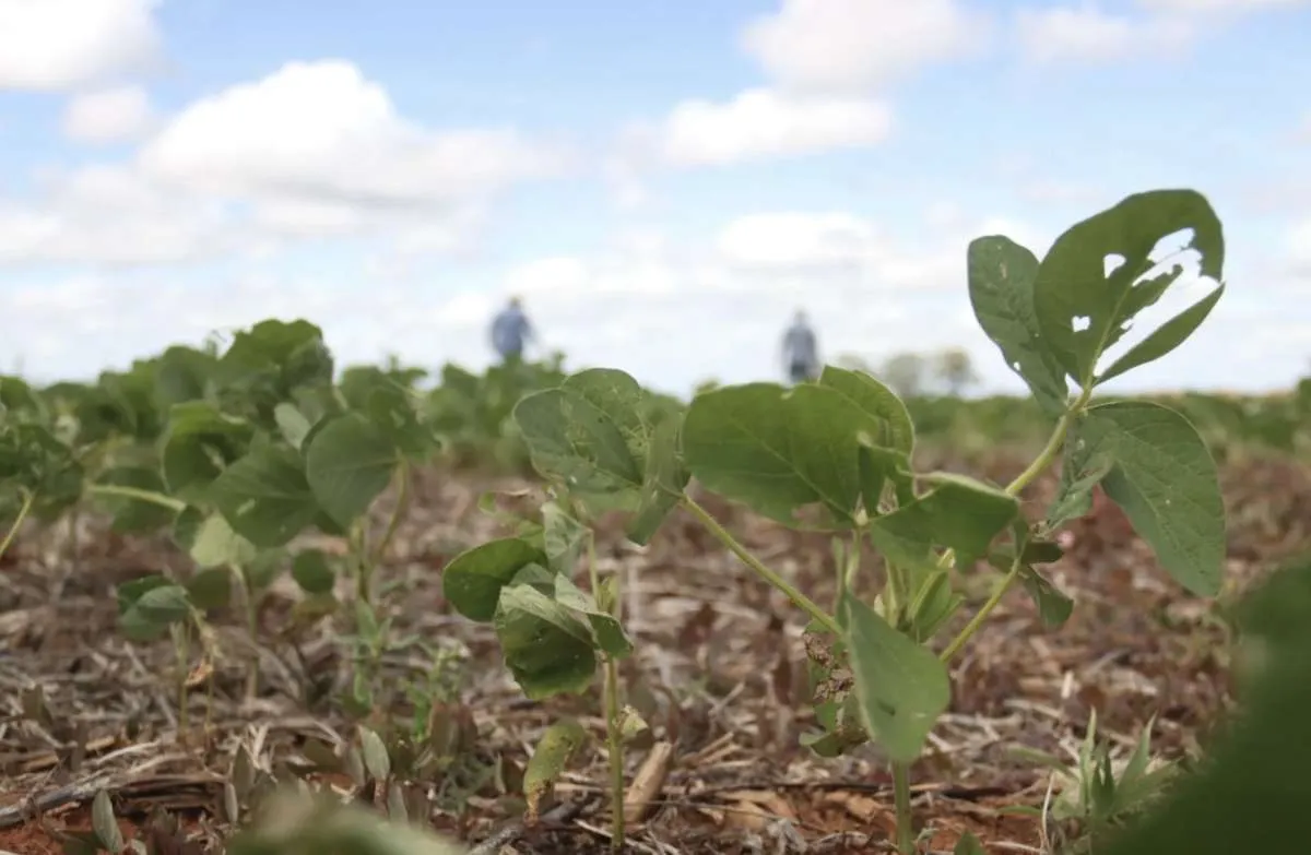 Vazio sanitário da soja começa no dia 26 no oeste da Bahia e produtores se preparam