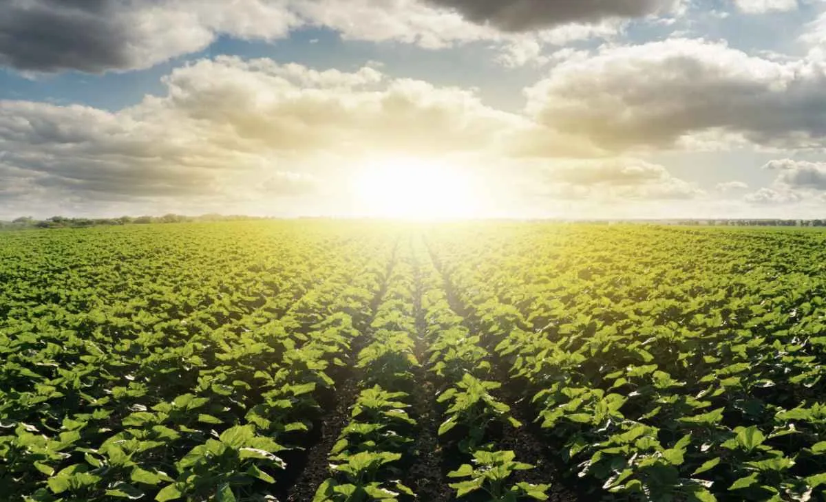 PIB do agronegócio cresce 6,49% no 1º trimestre e pode chegar a R$ 3,79 trilhões em 2025