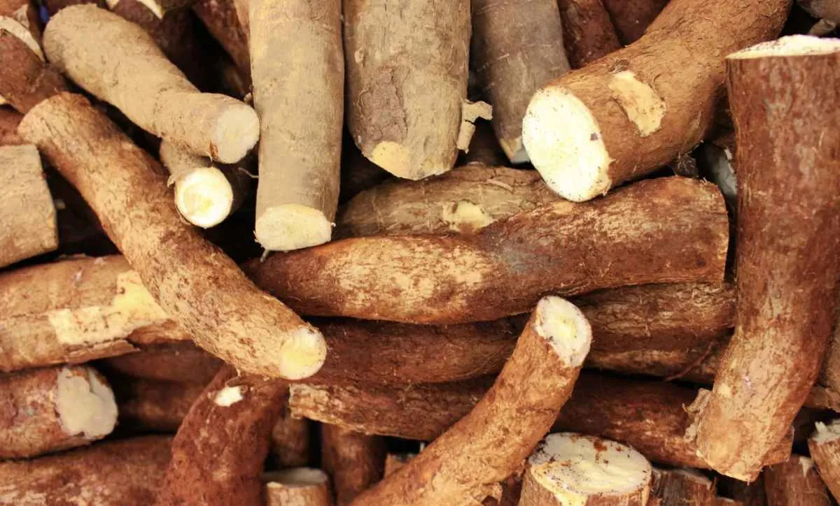 Estoques de fécula de mandioca atingem maior nível desde outubro de 2023