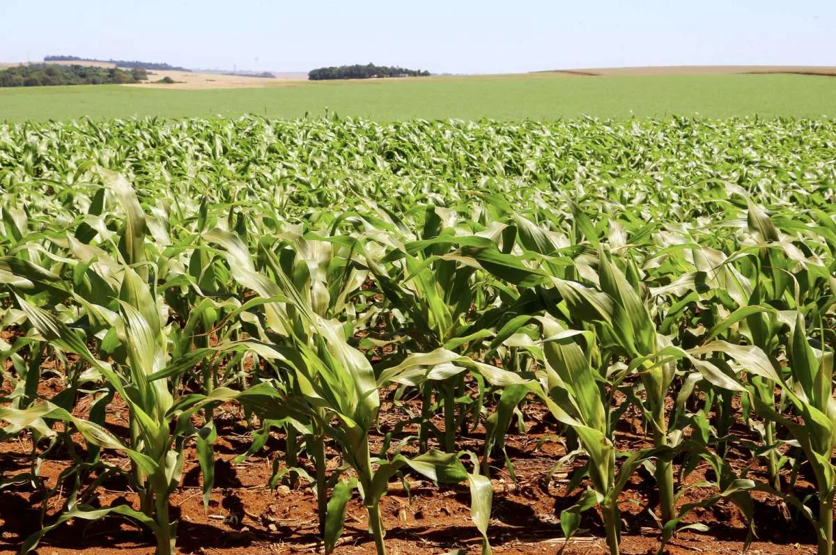 Paraná deve alcançar safra recorde de milho mesmo com desafios climáticos