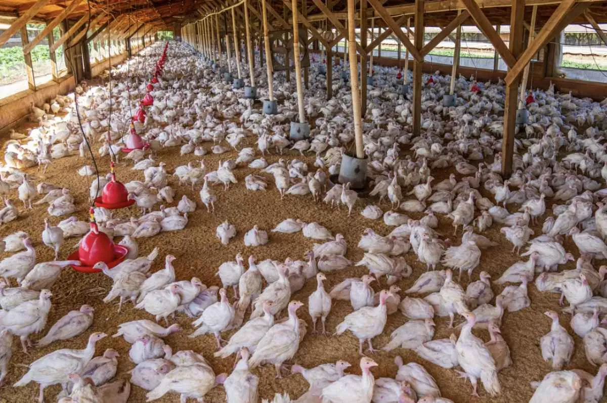 Japão suspende importações avícolas de Goiás e Mato Grosso após casos de Influenza Aviária