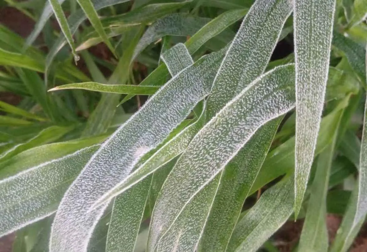 Geada atinge 19 municípios e derruba temperaturas no Mato Grosso do Sul