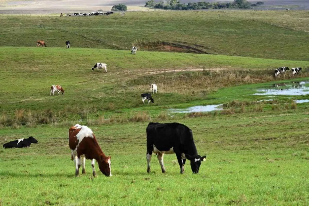 Outono quente derruba produção de leite no RS em até 24%