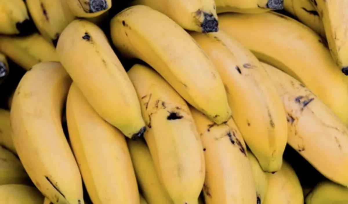 Produção elevada de banana nanica pressiona preços em maio e reduz renda dos produtores