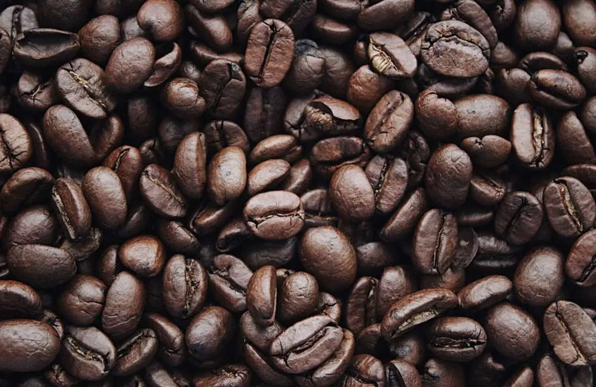 Colheita avança e preços do café caem com força em maio