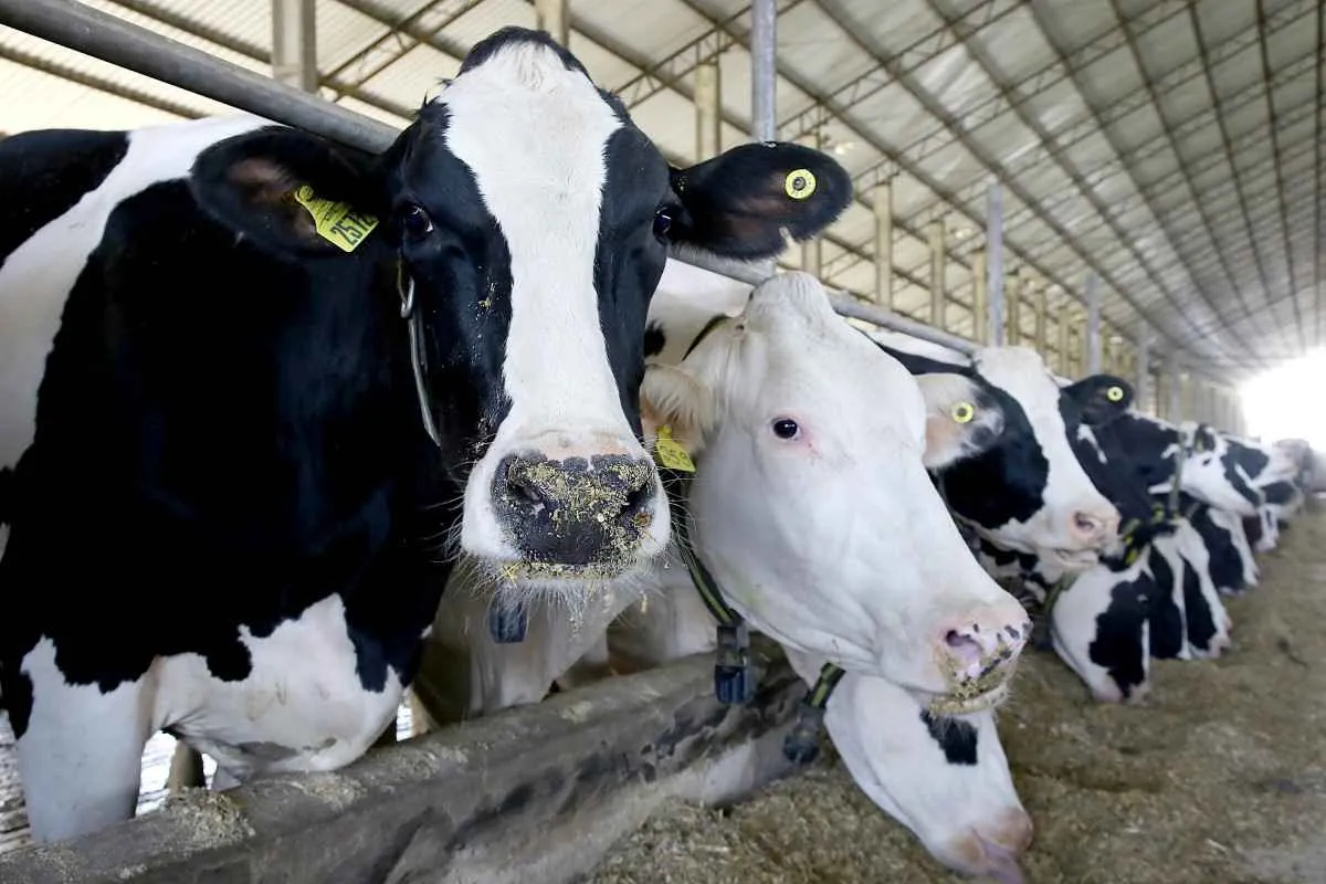 Atualização de rebanhos atinge 43,4% das propriedades rurais no Paraná em um mês