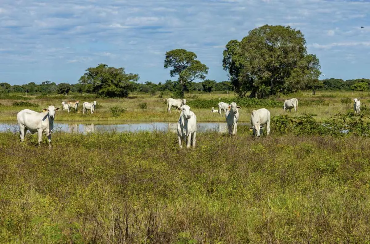 Nova lei do Pantanal será debatida no STF com presença da Famato