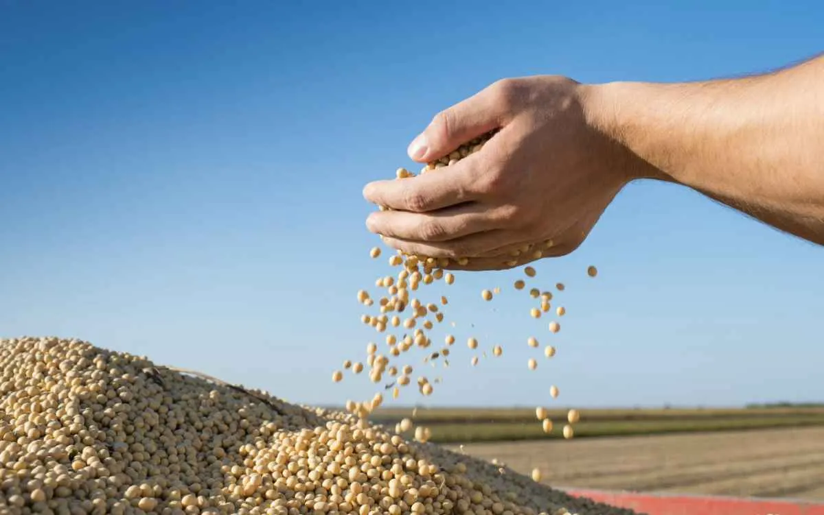 Safra de soja do Paraguai sobe para 8,69 milhões de toneladas