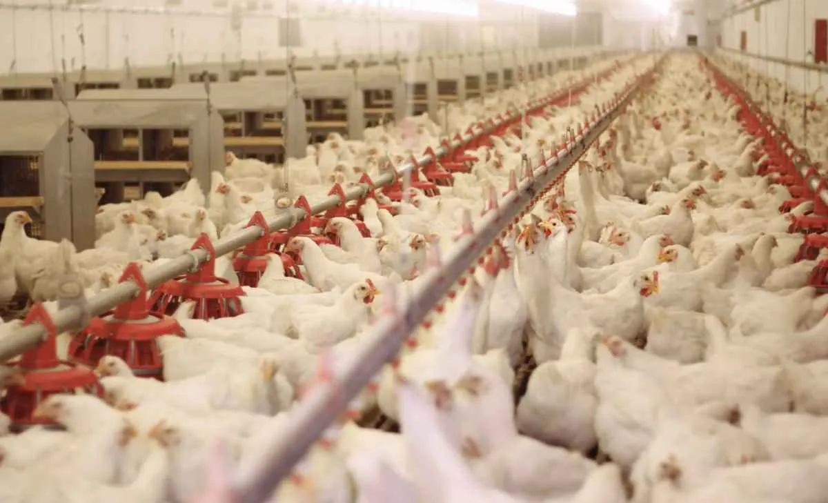 Alta oferta derruba preços da carne de frango e aumenta competitividade