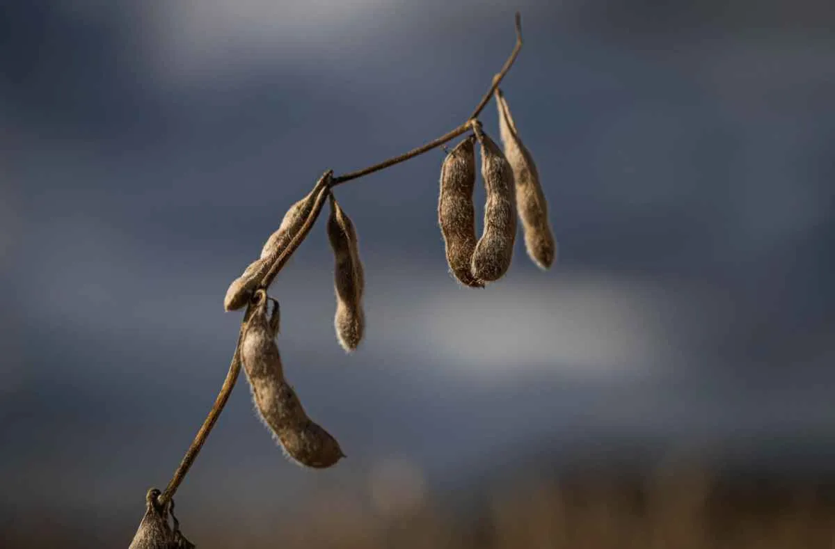 Sistema Famato se posiciona contra MP que tributa crédito rural e pode elevar custo dos alimentos