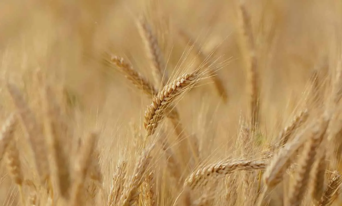 Trigo se mantém estável no Brasil enquanto farelo tem valorização