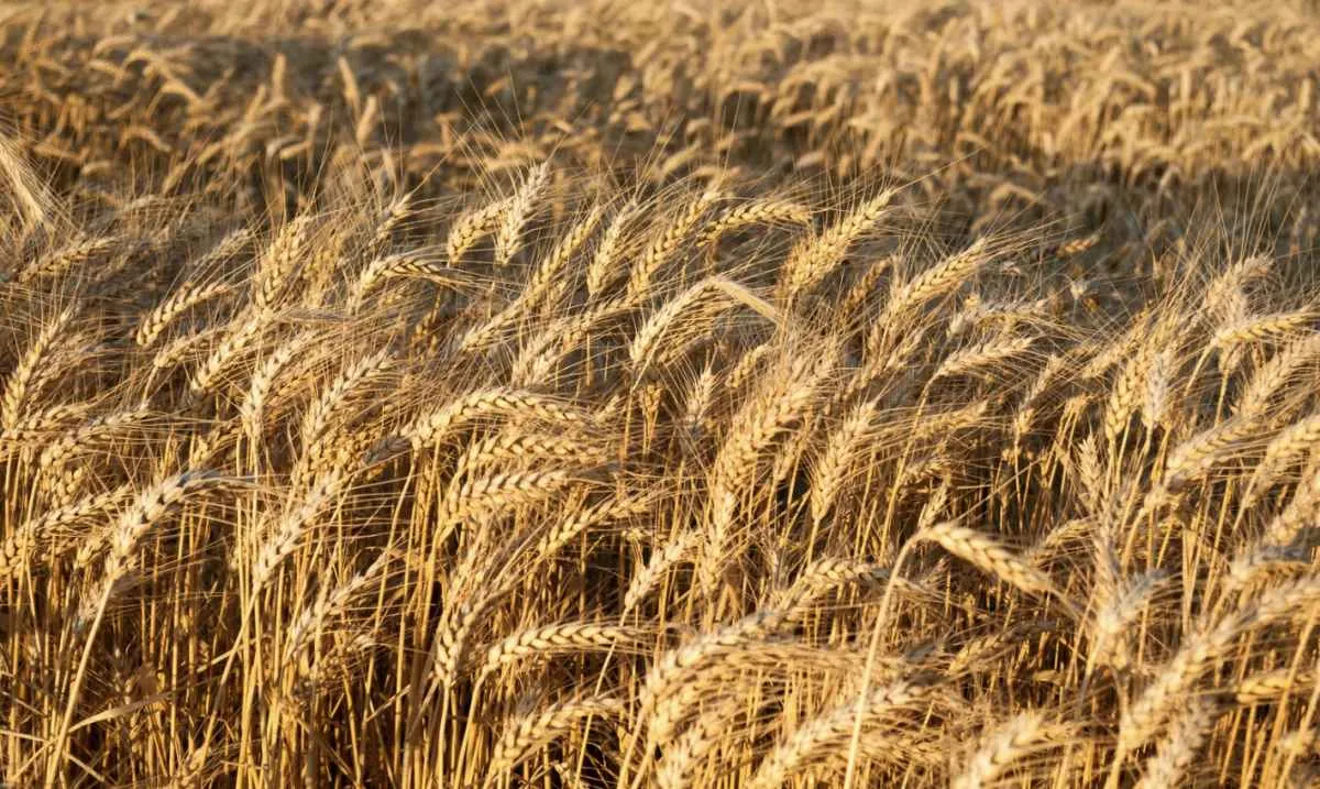 USDA reduz estoques finais globais de trigo e eleva exportações dos EUA na safra 2025/26