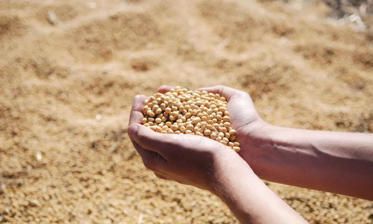 Soja registra alta no processamento e mantém previsão de recorde para 2025
