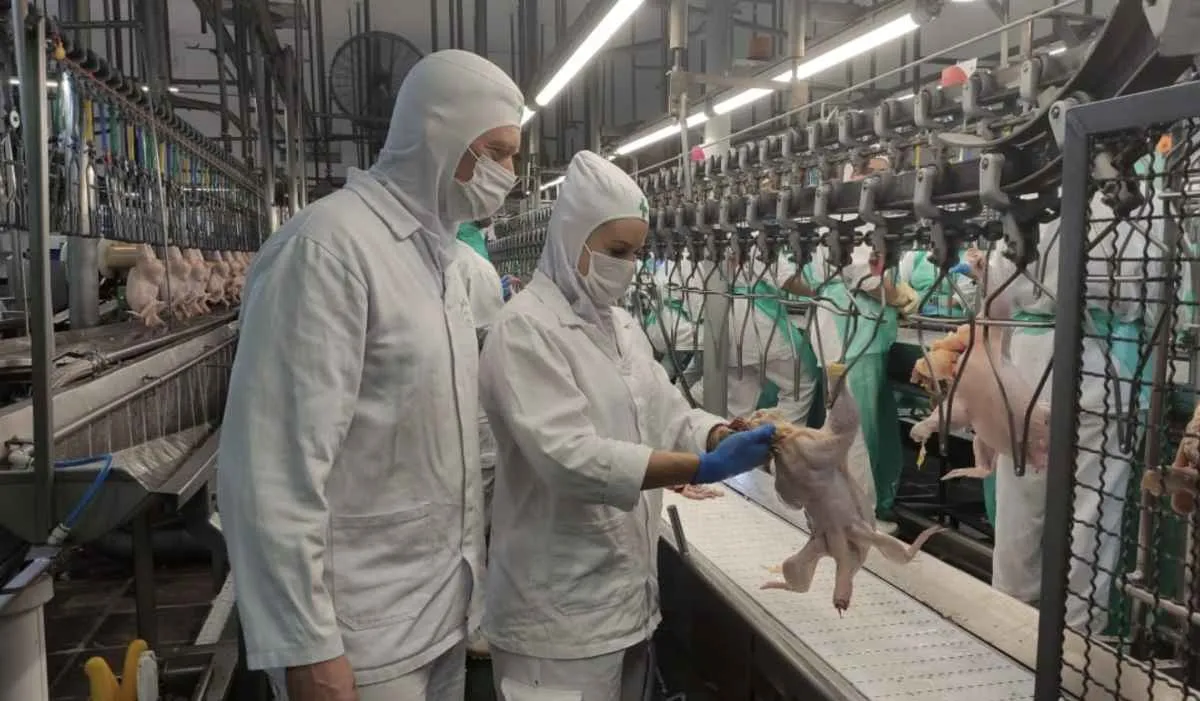 Fiscalização federal apreende 18,8 toneladas de carne de frango com suspeita de gripe aviária