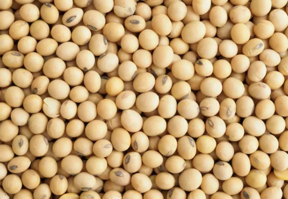 Com cenário externo moderado, preços da soja variam pouco em maio