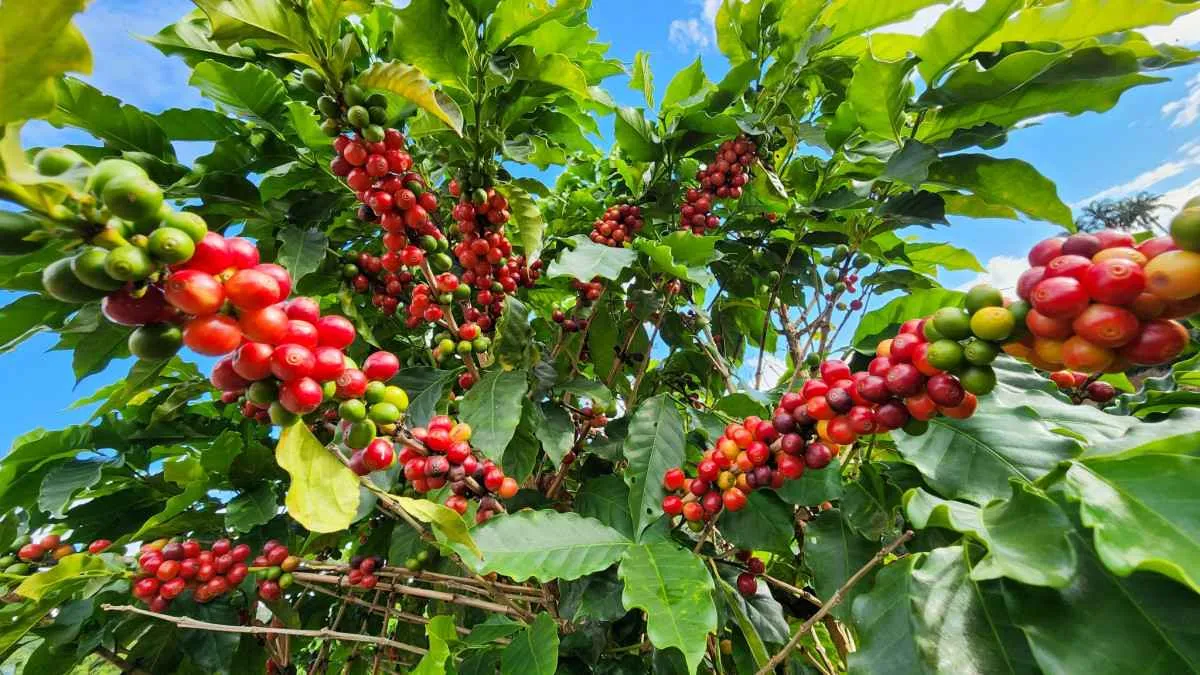 Minas Gerais amplia receita com exportações do agro e atinge US$ 8,4 bilhões até maio de 2025