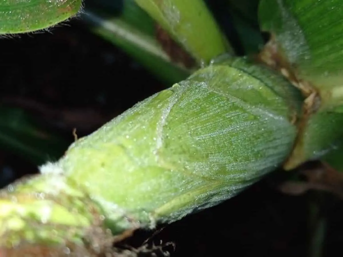 Primeira onda de frio do inverno chega forte e acende alerta no campo