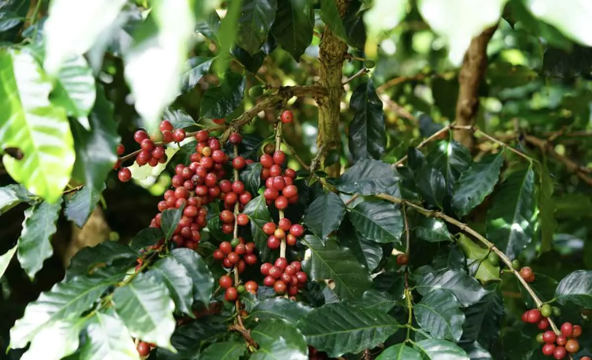 Café robusta do Vietnã pode ter safra maior em 2025/26 com chuvas acima da média