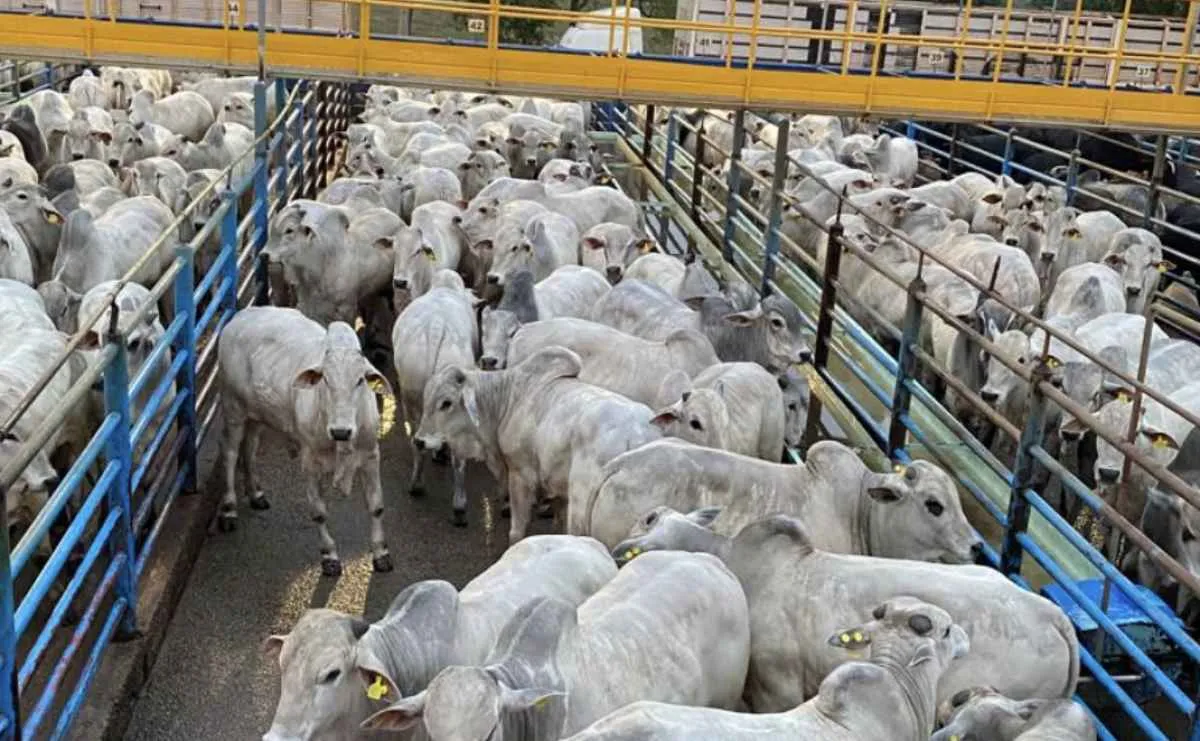 Circuito Nelore de Qualidade 2025 destaca genética PO e busca superar número de animais avaliados