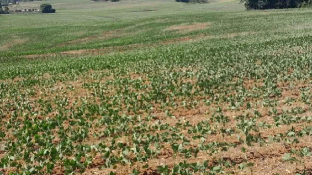 Estiagem causa queda de 30% na produção de soja no Rio Grande do Sul