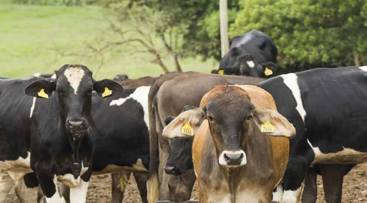 Brasil registra recorde no abate de bovinos, suínos e frangos no 1º trimestre de 2025