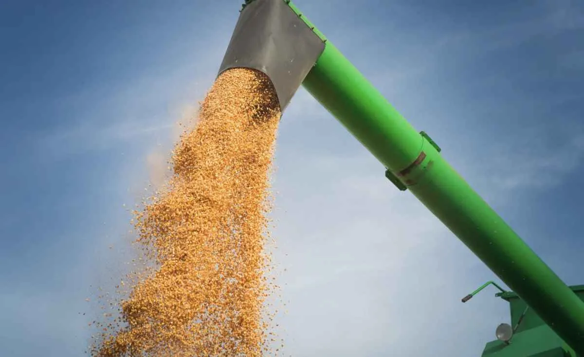 Preços do milho continuam em queda no Brasil com aumento da oferta e baixa demanda