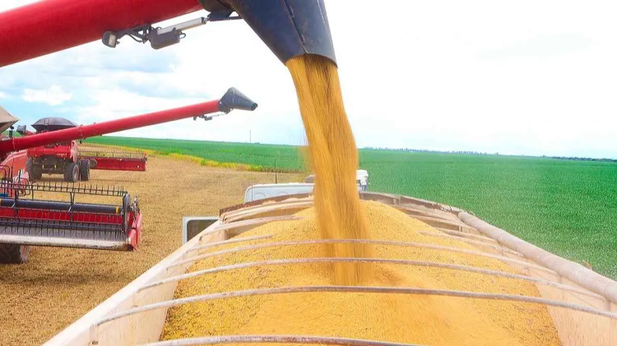 Produtividade recorde marca safra de soja 24/25 na Bahia