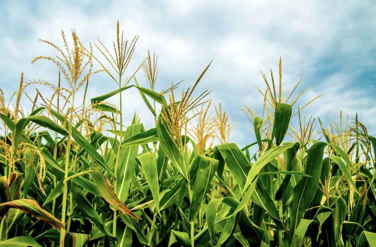 Safra 24/25 de milho em MT avança e supera estimativas com apoio climático