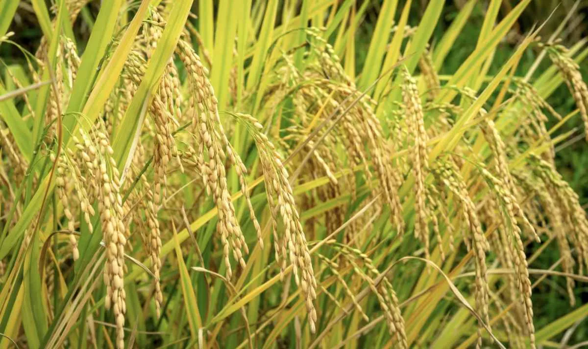 Indicador do arroz recua e volta ao nível nominal de fevereiro de 2022