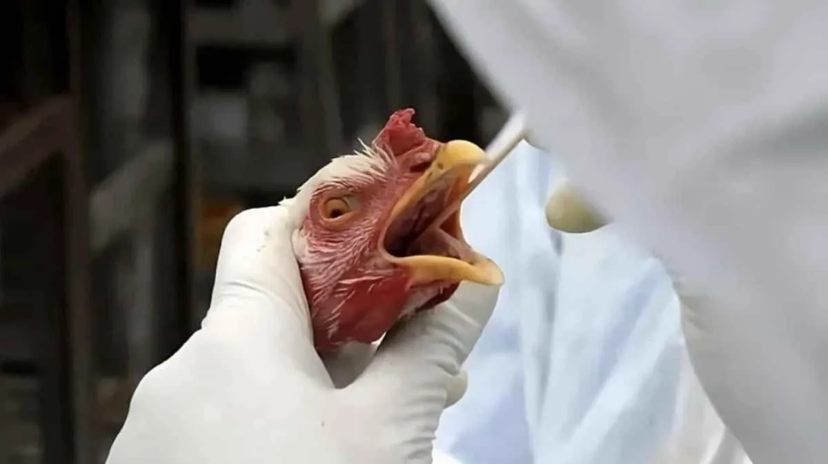 Gripe aviária é confirmada em criação de aves de subsistência em Mato Grosso