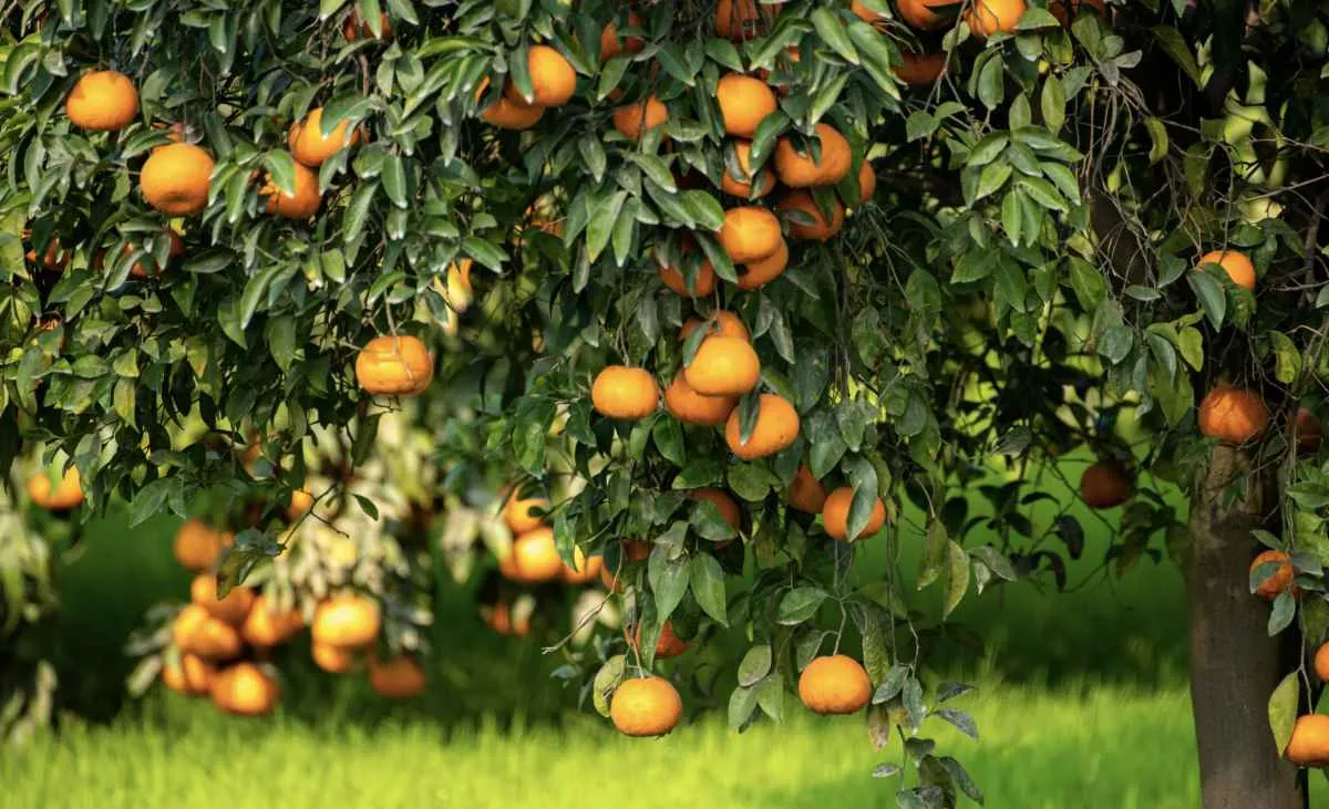Preços da laranja seguem em queda com impactos do frio sendo pontuais