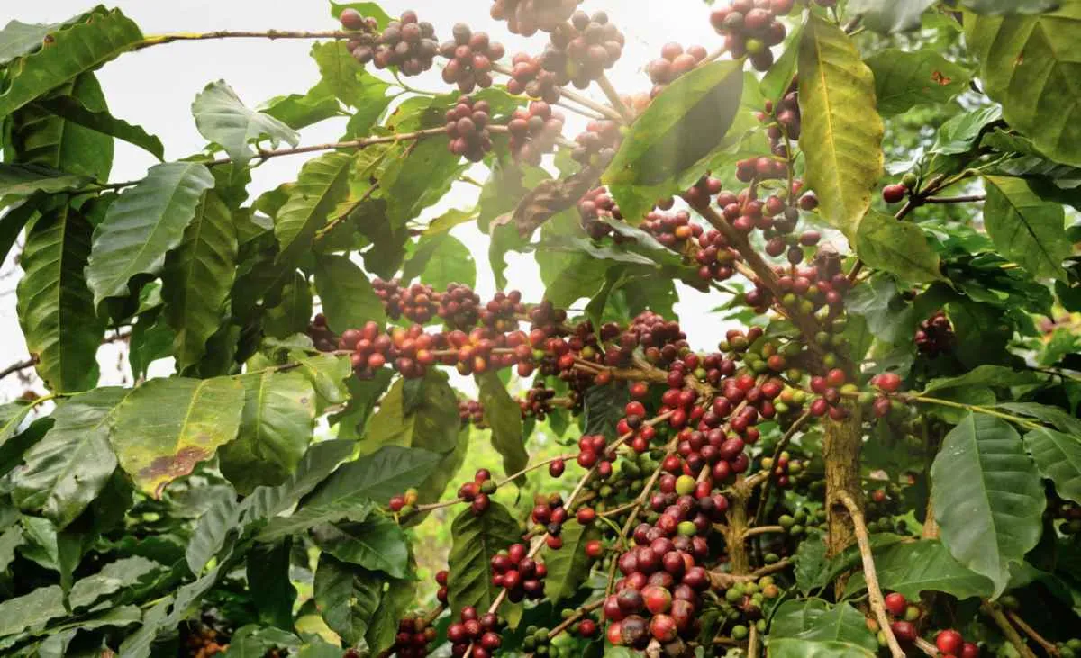 Arábica recua mais de 15% em junho e volta a ficar abaixo de R$ 2 mil