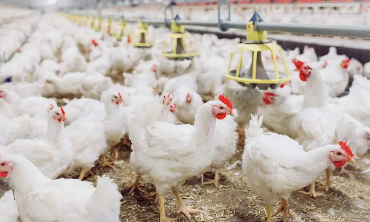 Preço do frango vivo recua e pode interromper alta no poder de compra de avicultores