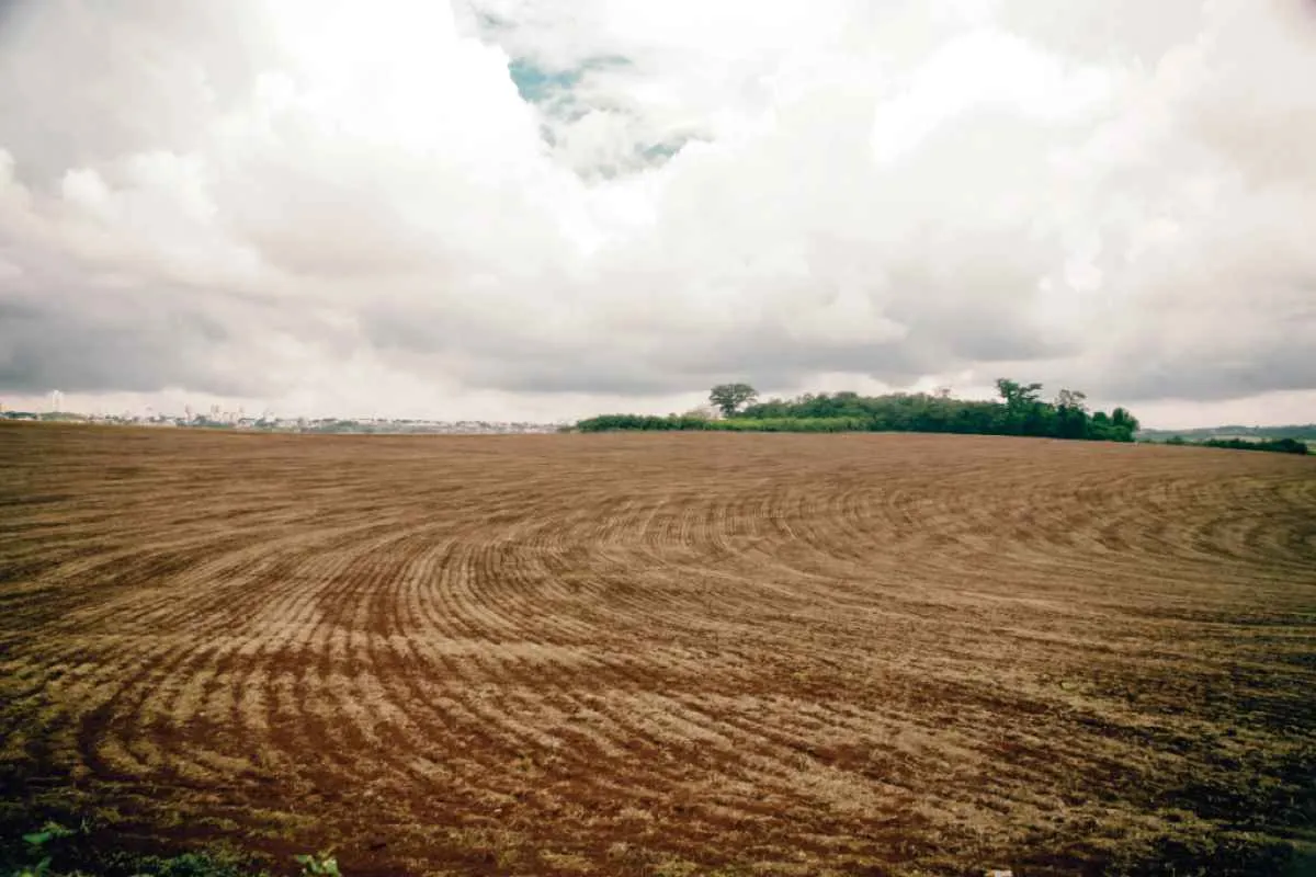 Vazio sanitário da soja já está em vigor em todo o Paraná