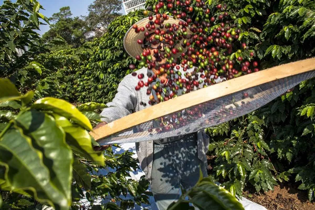 Produtores aceleram a colheita do café no Sul de Minas