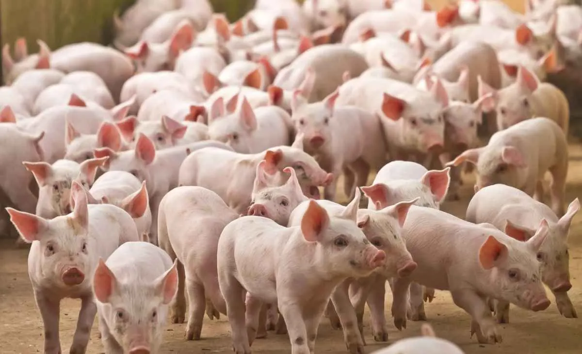 Exportações de carne suína batem recorde histórico para o mês de maio