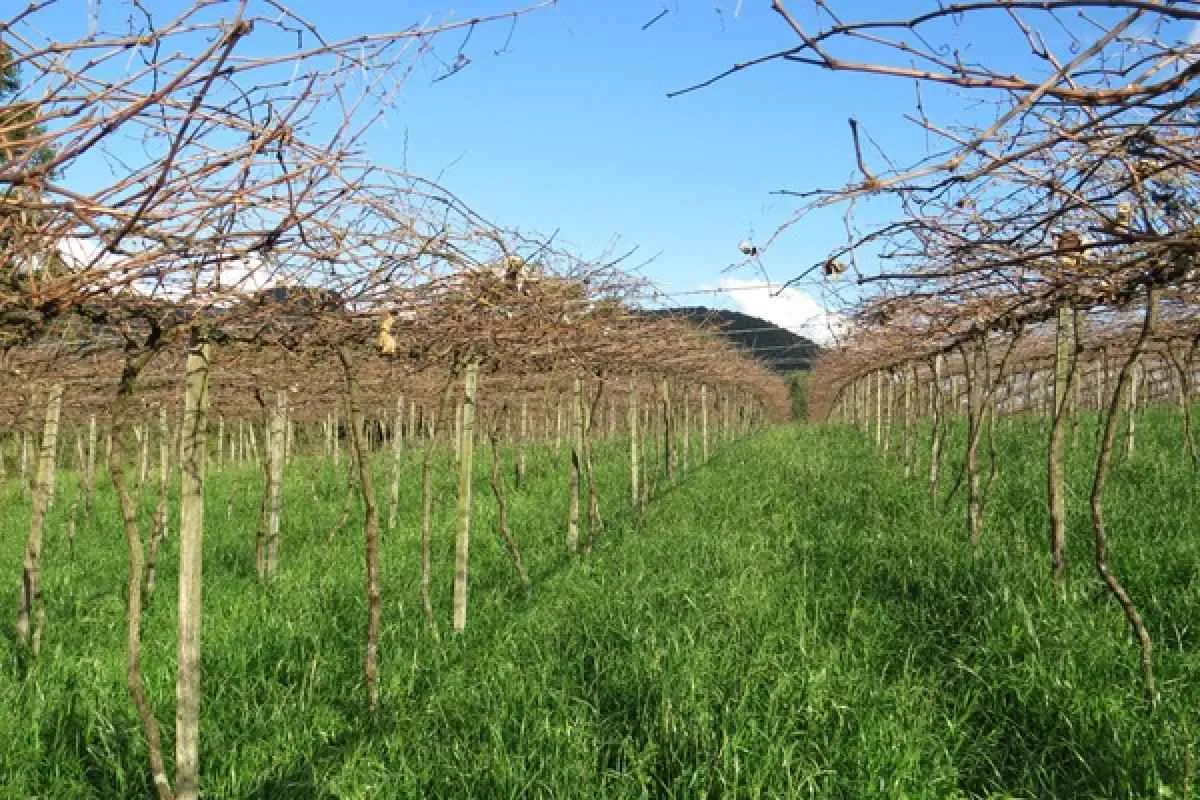 Frio intenso impulsiona fruticultura de clima temperado na Serra Gaúcha