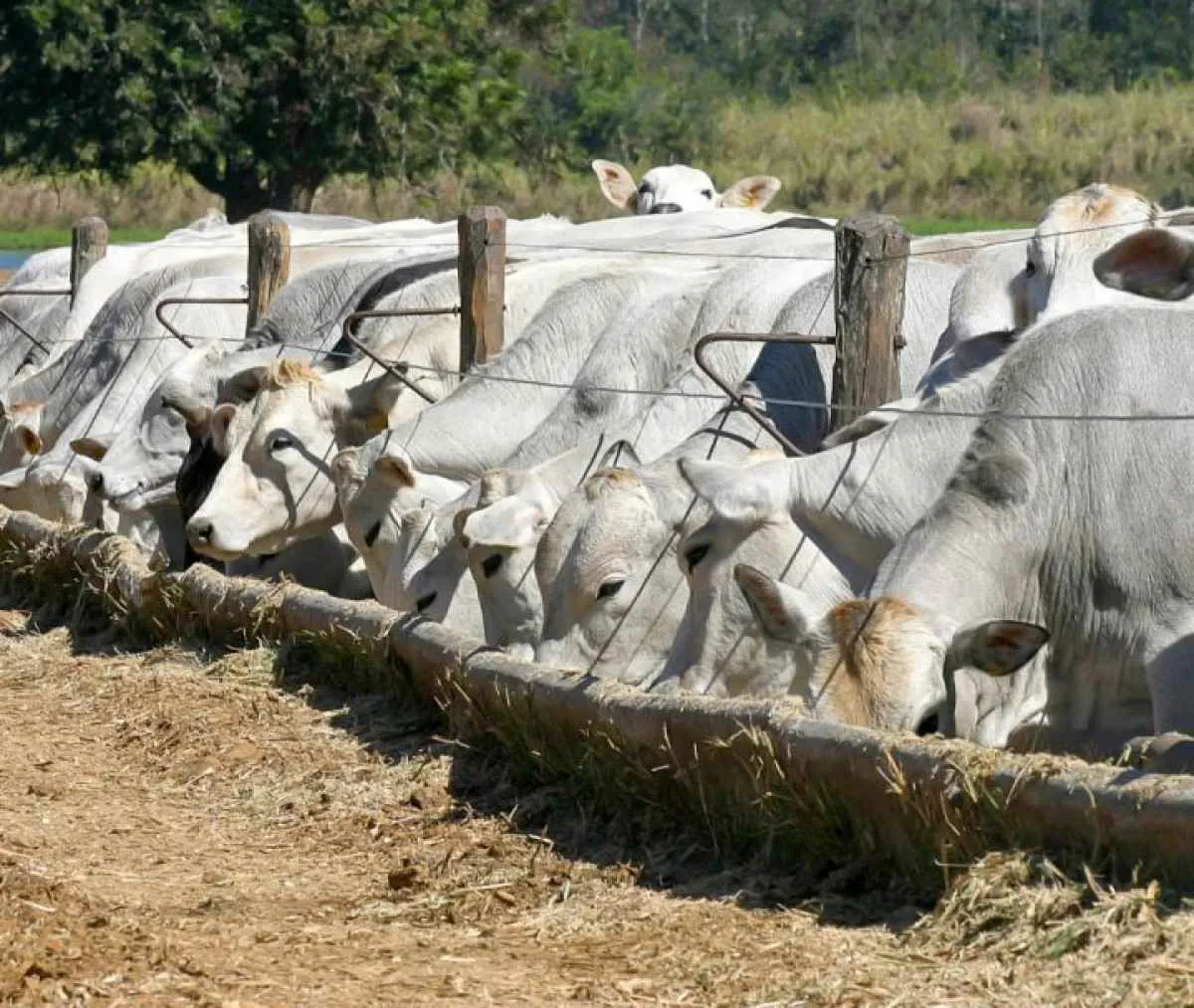 Bahia inicia atualização obrigatória dos rebanhos a partir de 1º de julho