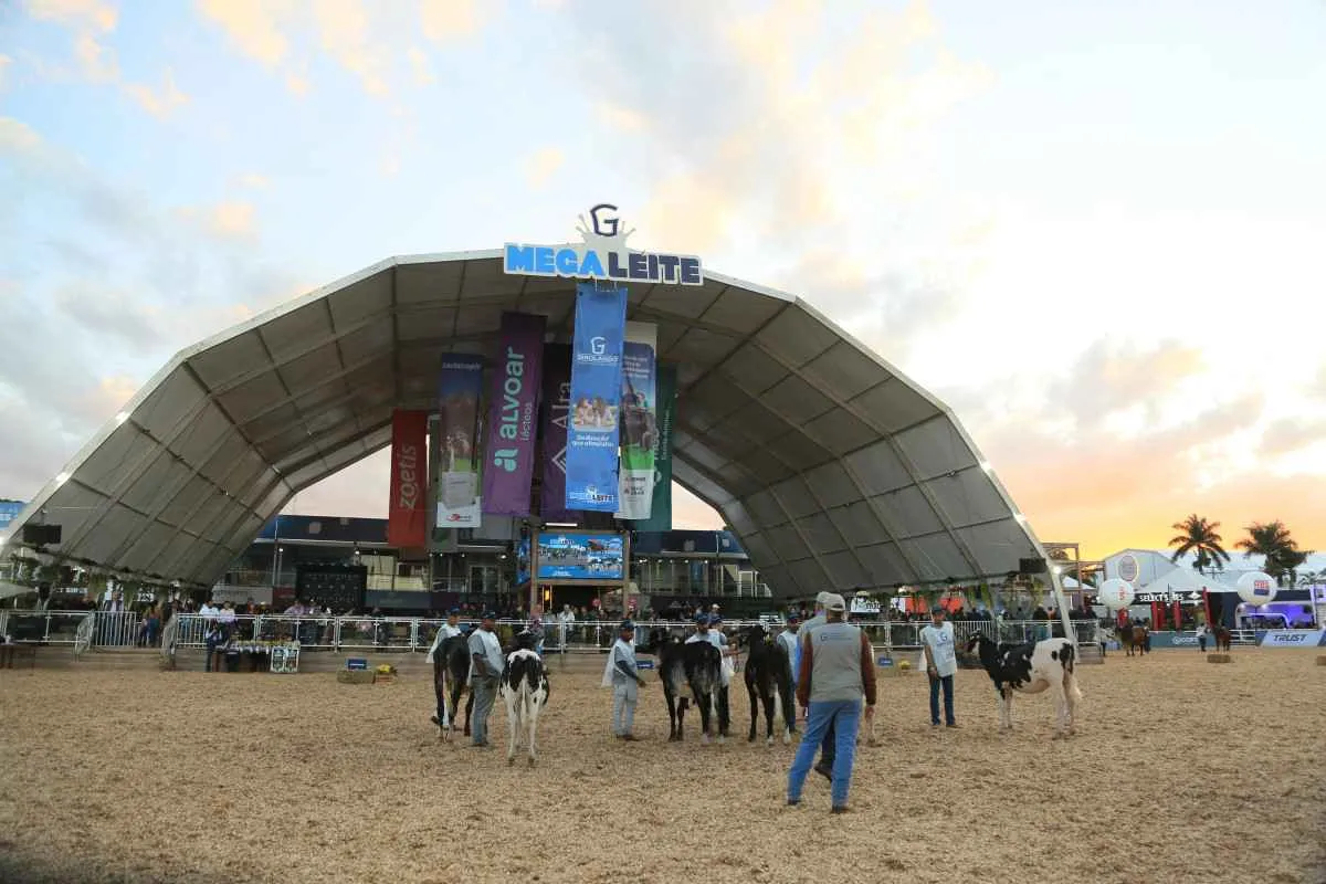 20ª Megaleite movimenta R$ 300 milhões com recordes, acordos internacionais e valorização da genética leiteira