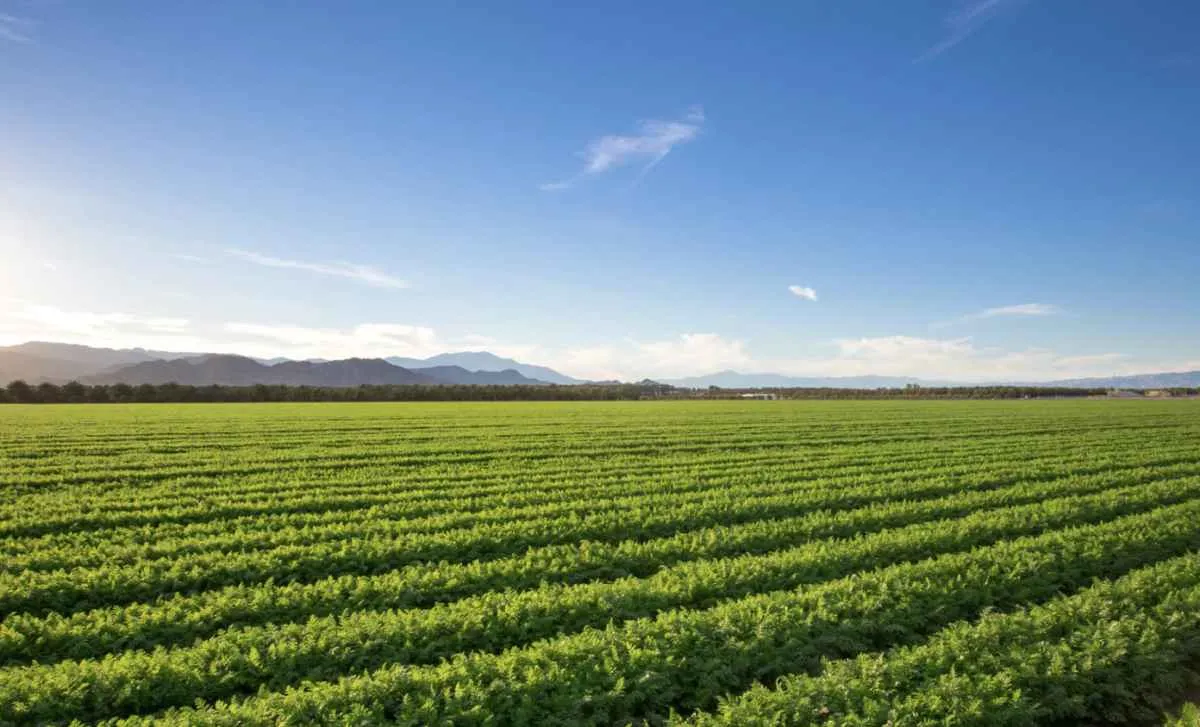 Queda no crédito rural exige planejamento antecipado para a próxima safra