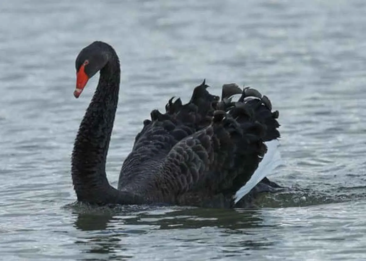 Morte de cisne negro em zoológico de goiânia leva Agrodefesa a investigar presença de Gripe Aviária 